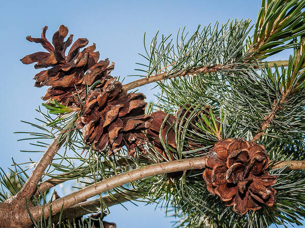 Pine Cones Poster featuring the photograph Pine Cones by Len Romanick