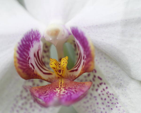 Orchid Poster featuring the photograph Pink and White Orchid by Sue Morris