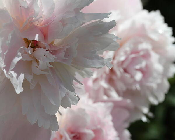 Peony Poster featuring the photograph Pink Confection by Ruth Kamenev