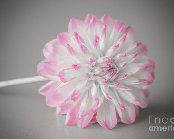 Flower Poster featuring the photograph Pink Dahlia by Amanda Mohler