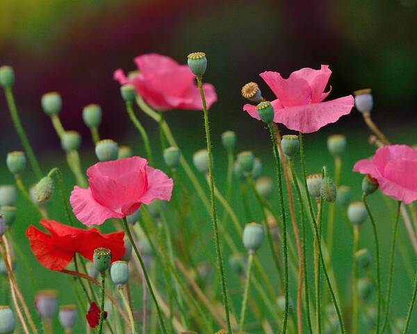 Poppy Poster featuring the photograph Pink Poppies by Kathy King