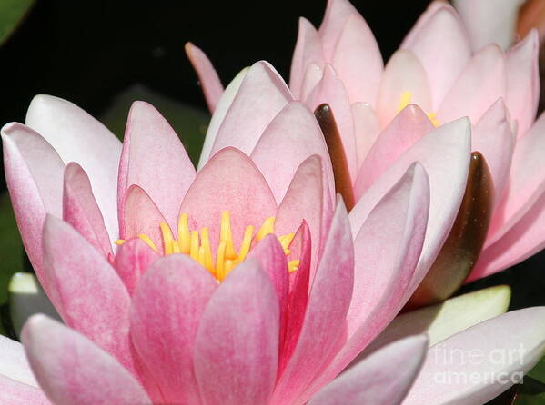 Lilies Poster featuring the photograph Pink Water Lily by Amanda Mohler
