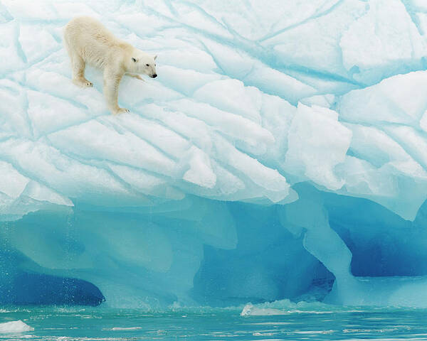 Nature Poster featuring the photograph Polar Bear by Joan Gil Raga