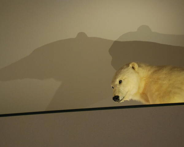 Natural History Poster featuring the photograph Polar Bear Shadows by Kenny Glover