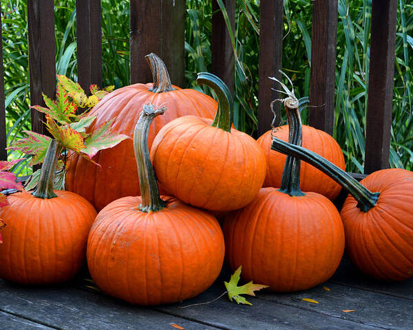 Pumpkins Poster featuring the photograph Porch Pumpkins by Forest Floor Photography