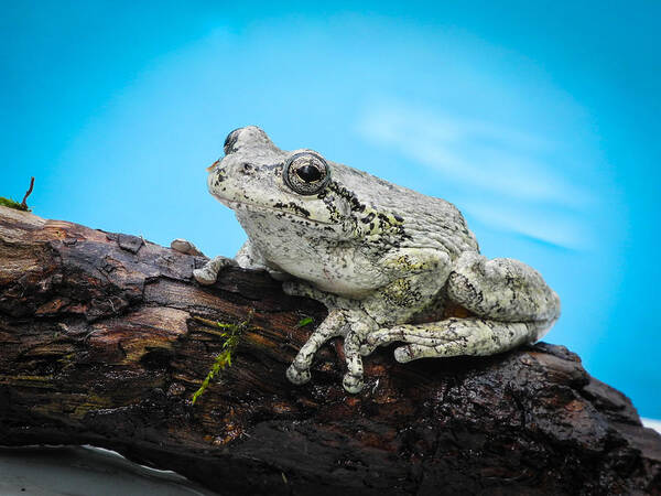 Fjm Multimedia Poster featuring the photograph Portrait of a Frog - 2 by Frank Mari