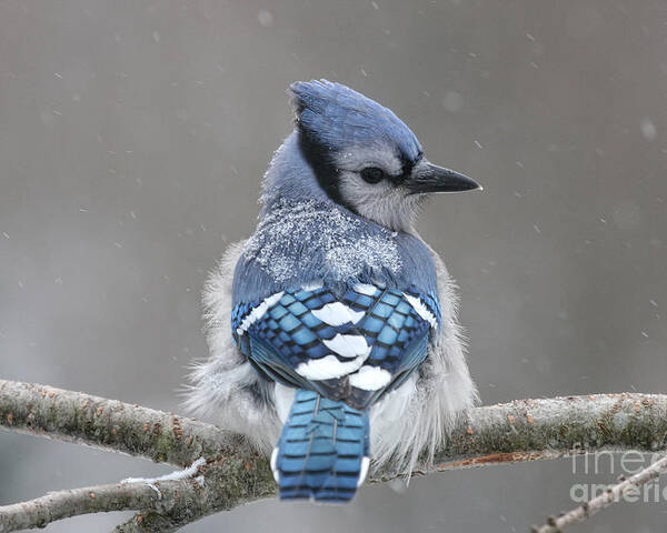 Blue Jay Poster featuring the photograph Posing in the Storm by Jayne Carney