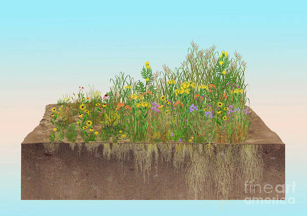 Prairie Poster featuring the photograph Prairie Plants Succession, Illustration by Carlyn Iverson
