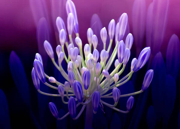 Agapanthus Poster featuring the photograph Praise by Holly Kempe