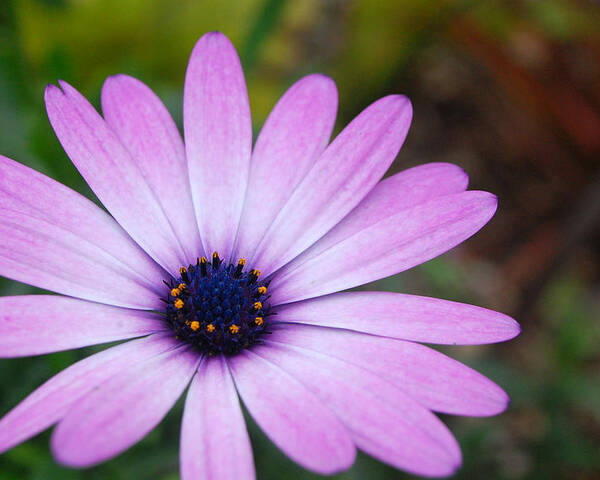 Flower Poster featuring the photograph Purple Daisy by Amy Fose