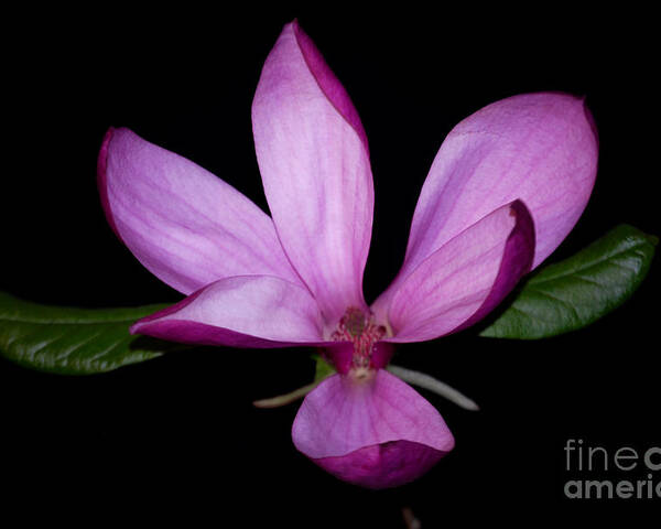 Purple Poster featuring the photograph Purple Magnolia by Nancy Bradley