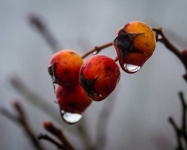Turkey Brook Park Poster featuring the photograph Rain Berries I by GeeLeesa Productions