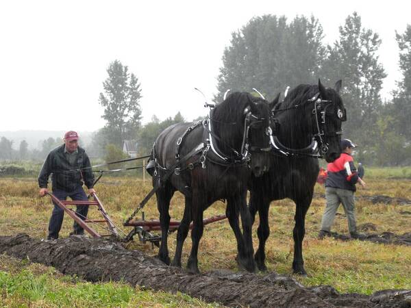 Prescott County Plowing Match Poster featuring the photograph Rain or Shine by Peggy McDonald