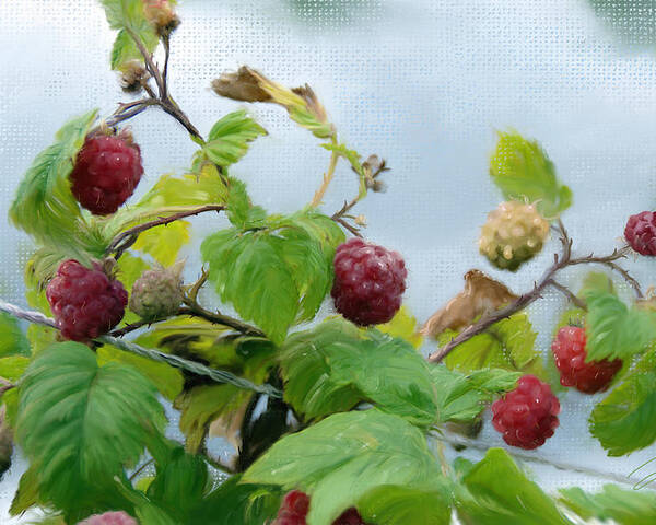 Agriculture Poster featuring the digital art Raspberries on a fence by Debra Baldwin