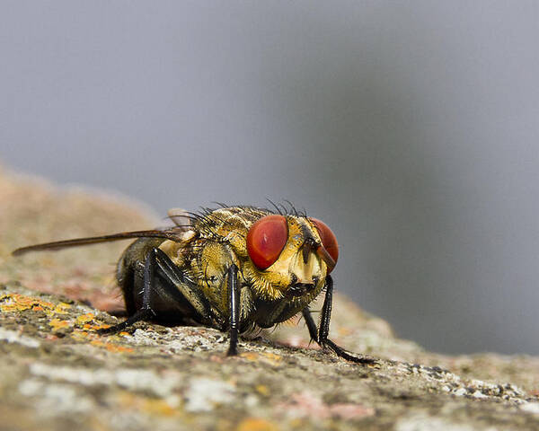 Macro Photography Poster featuring the photograph Red eye fly 01 by Kevin Chippindall