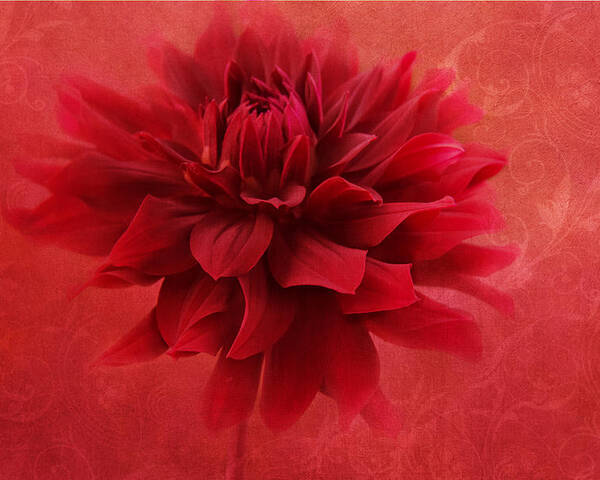 Red Flower Poster featuring the photograph Red Flamenco by Marina Kojukhova