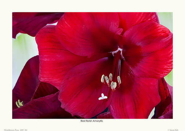 Red Flowers Poster featuring the photograph Red florist Amaryllis by Saxon Holt