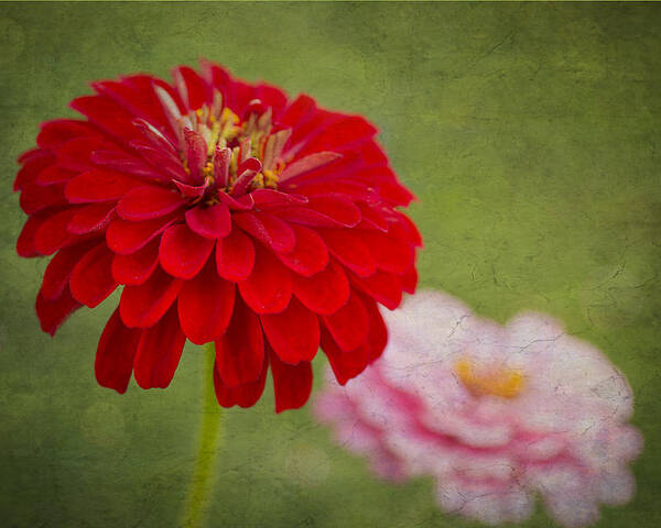 Zinnia Flower Poster featuring the photograph Red Glow by Marina Kojukhova
