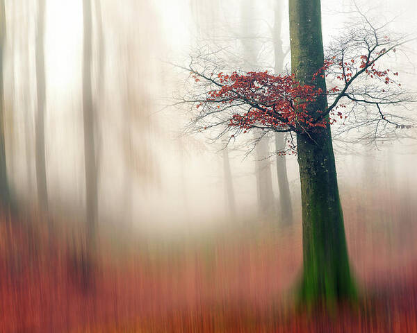 Forest Poster featuring the photograph Red Leaves And The Hidden Path. by Leif L?ndal