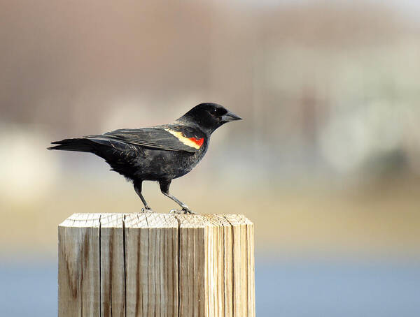 Red Winged Blackbird Poster featuring the photograph Red Winged Blackbird by Thomas Young