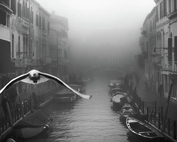 Venice Poster featuring the photograph Seagull From The Mist by Stefano Avolio