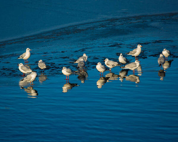 Animal Poster featuring the photograph Seagulls On Frozen Lake by Andreas Berthold