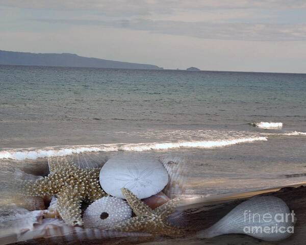 Seashells Poster featuring the photograph Seashells on the Beach by Yumi Johnson