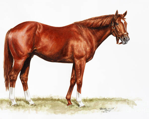 Secretariat Poster featuring the painting Secretariat Study by Thomas Allen Pauly Secretariat Poster featuring the painting Secretariat Study by Thomas Allen Pauly