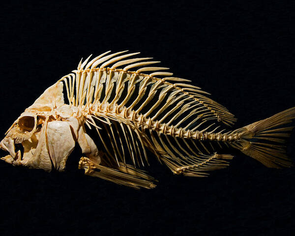 Animal Poster featuring the photograph Sheepshead Fish Skeleton by Millard H. Sharp