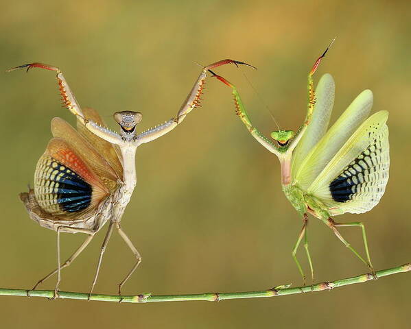 Mantis Poster featuring the photograph Show Time by Hasan Baglar