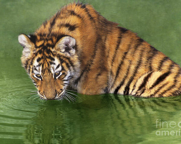 Siberian Tiger Poster featuring the photograph Siberian Tiger Cub in Pond Endangered Species Wildlife Rescue by Dave Welling