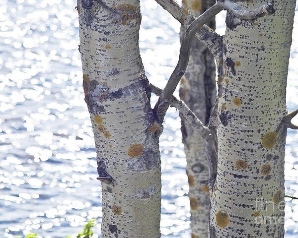 Tree Poster featuring the photograph Silver birch trees at a sunny lake by Heiko Koehrer-Wagner