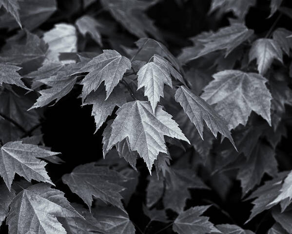 Maple Leaves Poster featuring the photograph Silver Maple by Dan Hefle
