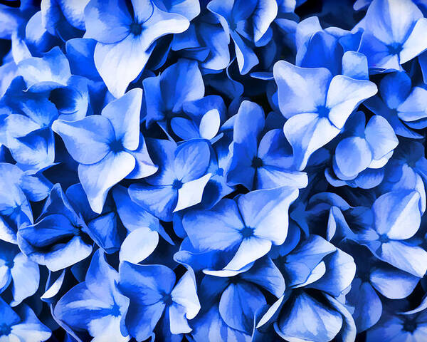 Blue Poster featuring the photograph Simply Blue by Cathy Kovarik