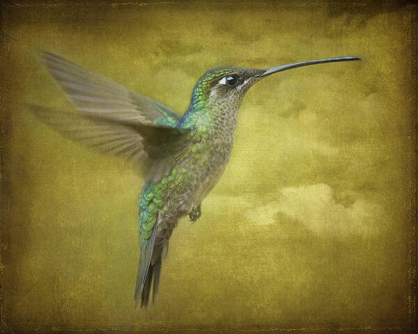Magnificent Hummingbird Poster featuring the photograph Simply Magnificent.. by Nina Stavlund