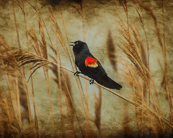 Red Wing Blackbird Poster featuring the photograph Singing Red Wing by Cathy Kovarik