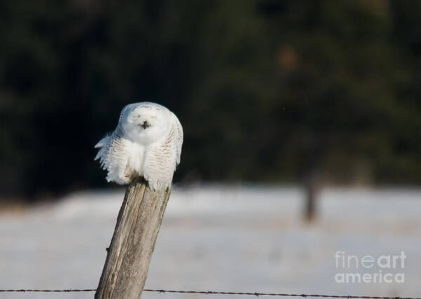 Snowy Owl Poster featuring the photograph Smiling Snowy by Cheryl Baxter