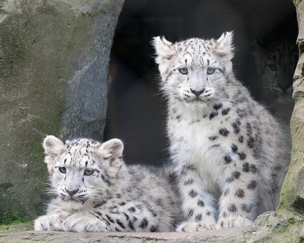 Animal Poster featuring the photograph Snow Leopard Cubs by Chris Boulton