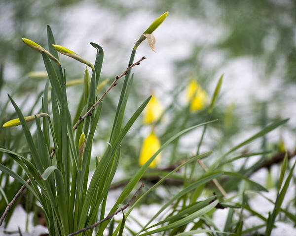 Daffodils Poster featuring the photograph Snowy Daffodils by Spikey Mouse Photography