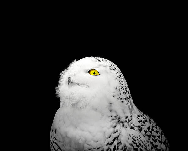 Animal Poster featuring the photograph Snowy Owl by Peter Lakomy