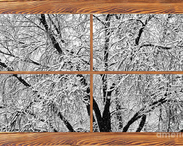 Windows Poster featuring the photograph Snowy Tree Branches Barn Wood Picture Window Frame View by James BO Insogna