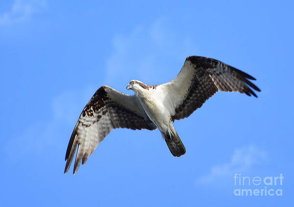 Osprey Poster featuring the photograph Soaring Osprey by Kathy Baccari