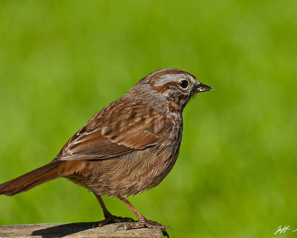 Animal Poster featuring the photograph Song Sparrow on a Log by Jeff Goulden