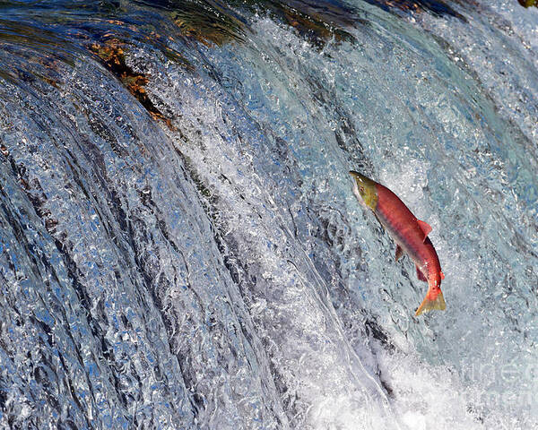 Salmon Poster featuring the photograph Spawner by Bill Singleton
