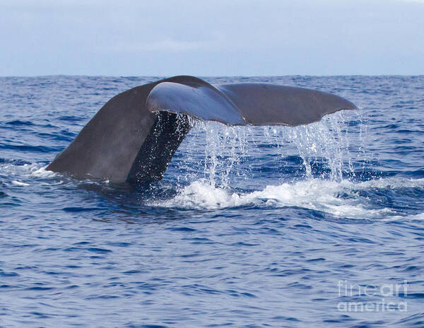 Sperm Whale Poster featuring the photograph Sperm Whale Tail by Chris Scroggins