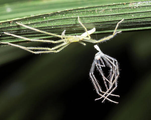 1 Poster featuring the photograph Spider With Shed Skin by Dr Morley Read