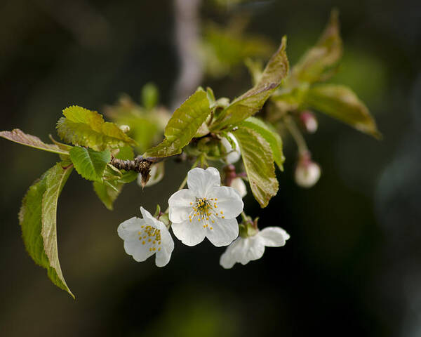 Branch Poster featuring the photograph Spring Blossom by Spikey Mouse Photography