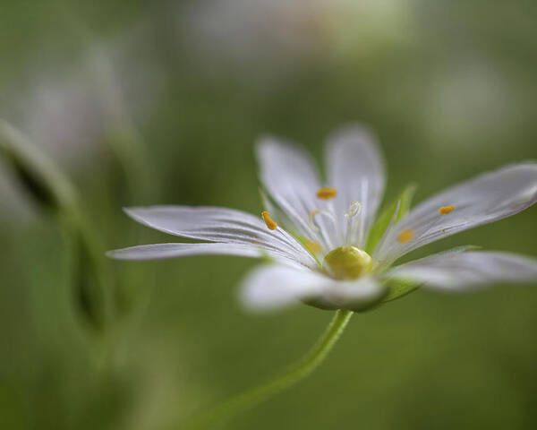 Macro Poster featuring the photograph Stitchwort by Mandy Disher
