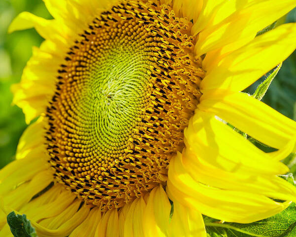 Flower Poster featuring the photograph Sunflower by Charles Lupica