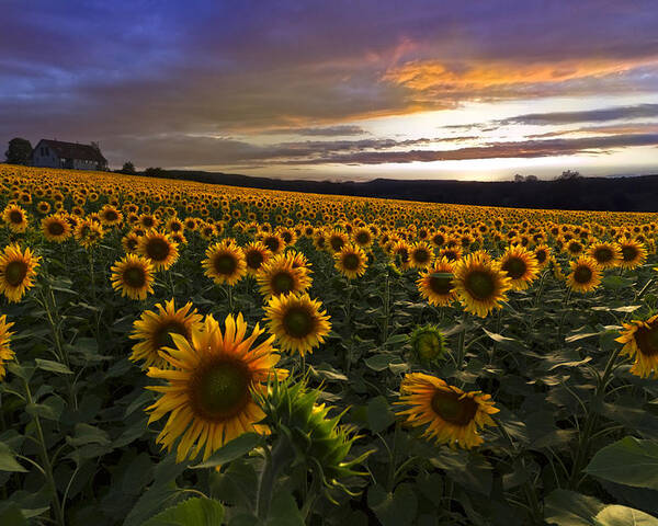Austria Poster featuring the photograph Sunflower Sunset by Debra and Dave Vanderlaan